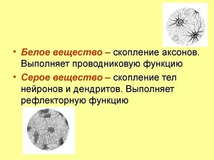 Тела и дендриты нейронов образуют вещество