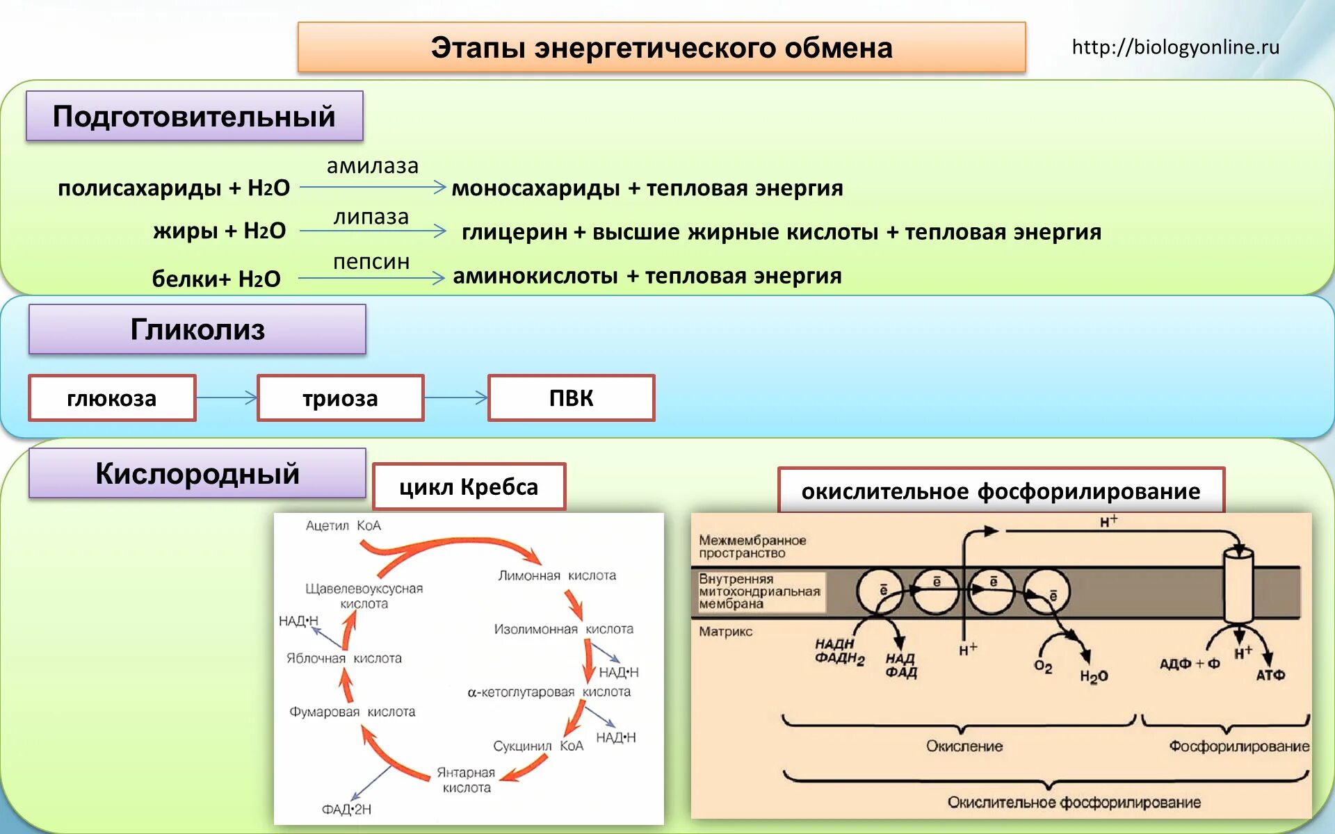 Энергетический обмен клетки тест