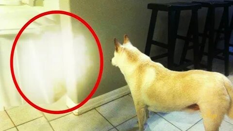 Кот призрак видео