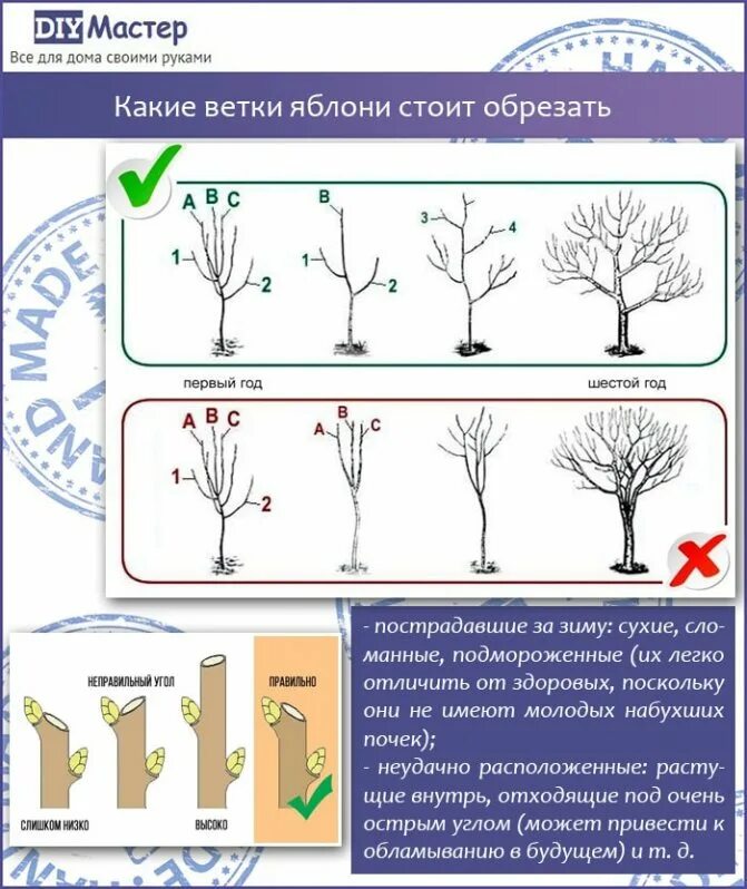Сколько лет плодоносят деревья