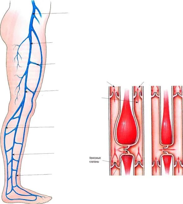 Анатомия коммуникантные вены нижних конечностей. Вена Джиакомини анатомия. Вена Джакомини поверхностная. Вены нижней конечности анатомия варикоз.