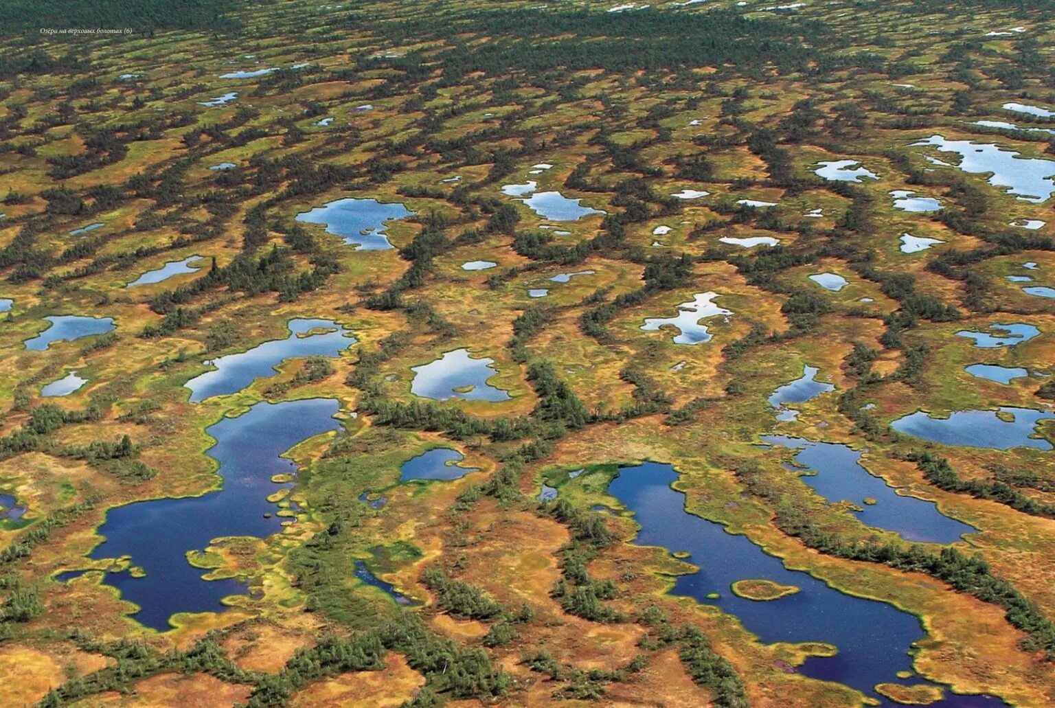 Васюганские болота в Новосибирской области. Западно Сибирская равнина Васюганское болото. Болото Васюганское болото. Васюганское болото заповедник.