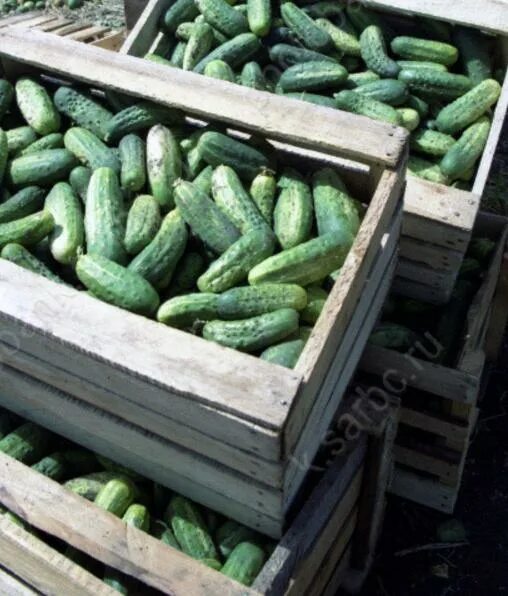 теплицы огурцы елец. псковский корнишон. как выглядит 62 тонны огурцов. плантация огурцов. огурцы среднеплодные 1 кг.