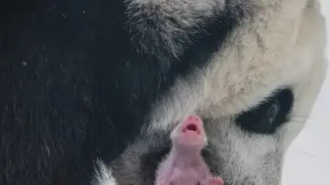 В зоопарке родился детеныш панды