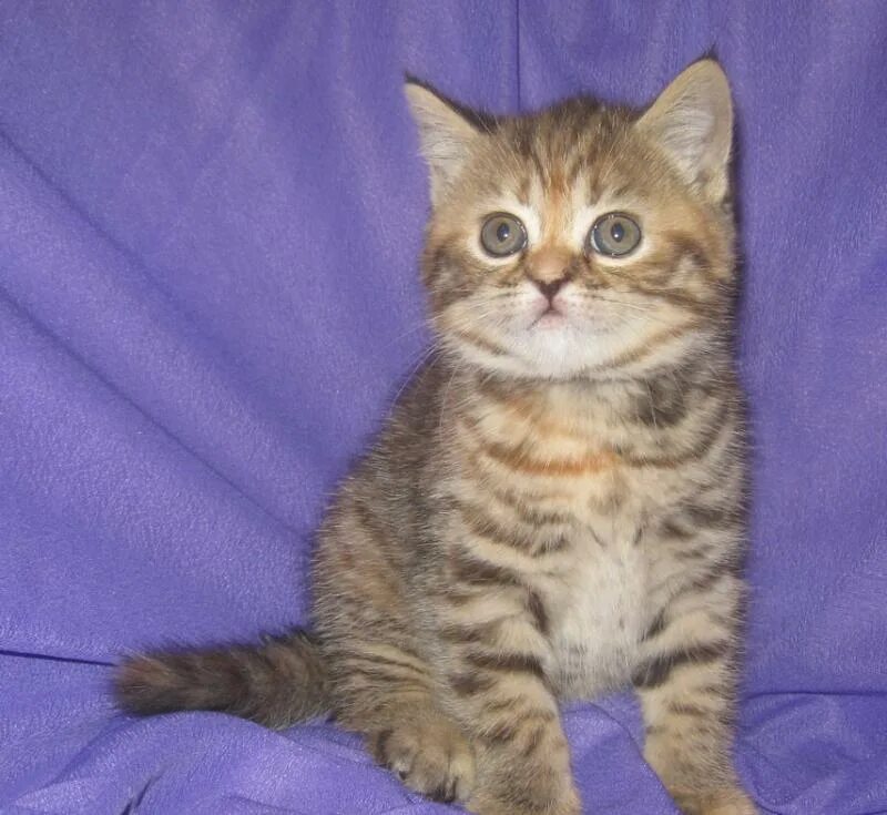 Шотландская прямая кошка. Шотландские коты с прямыми ушами. Шотландский скоттиш страйт. Кошка шотландка с прямыми ушами. Шотландская прямая кошка.