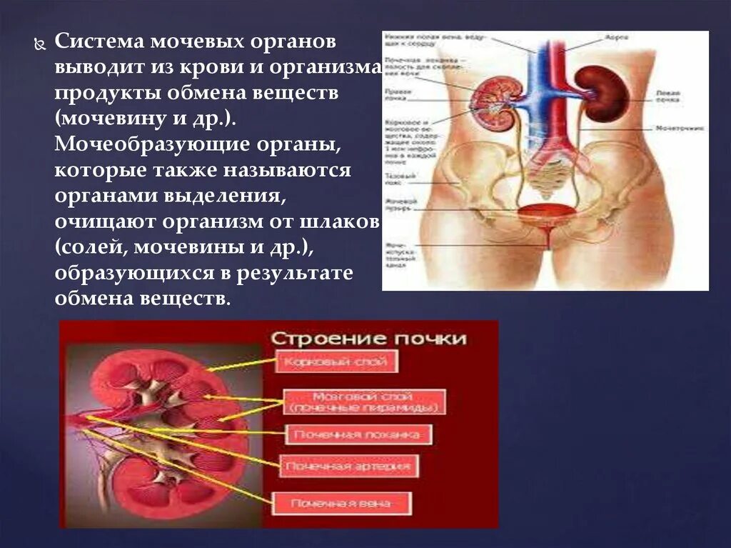 Основные органы выделения. Органы мочевой системы. Система органов выделения. Выделения система человека функции и органы. Через какие органы выделения выводятся газообразные