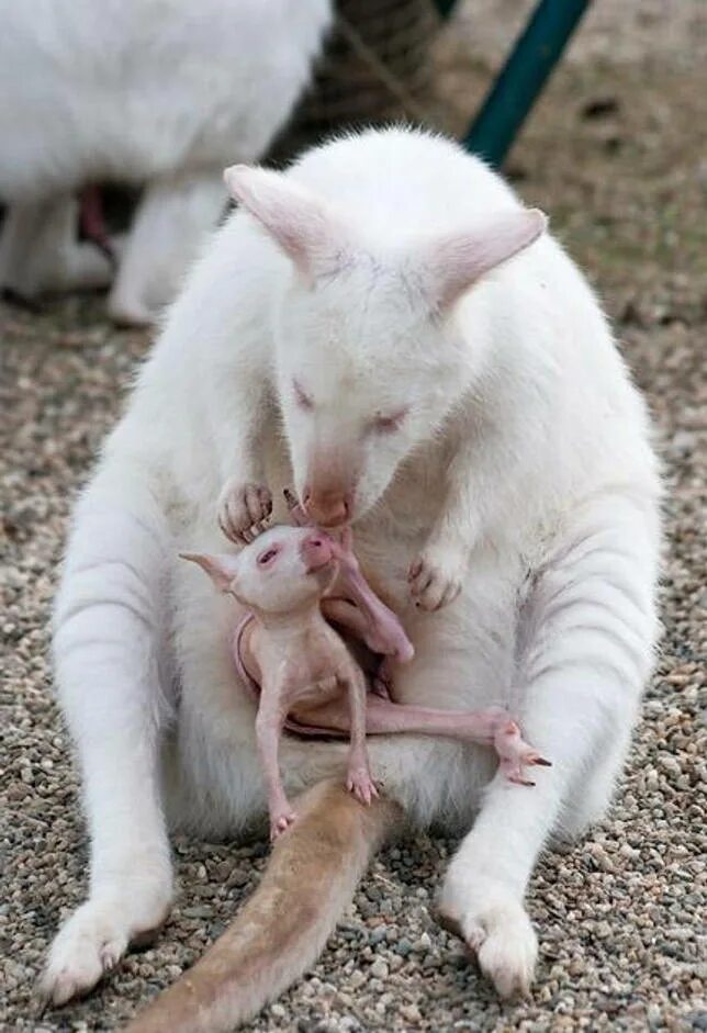 Кенгуру альбинос. Кенгуру детеныш кенгуру. Кенгуру с детенышем. Детёныш кенгуру новорожденный. Рождение кенгуру