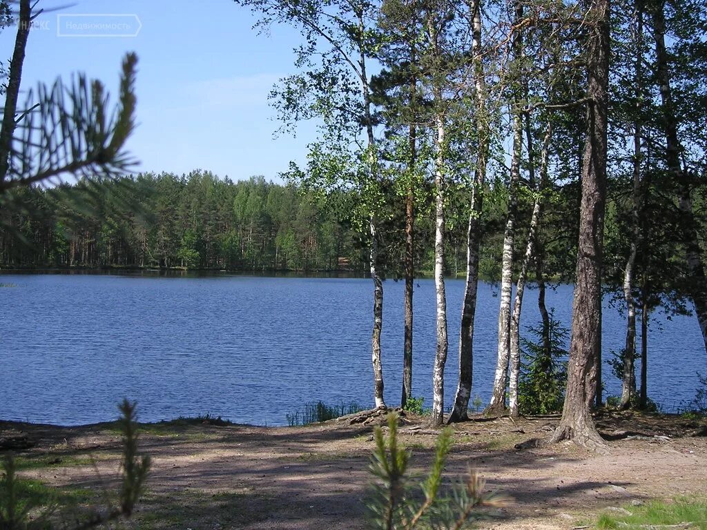 Рощинское озеро ленинградская. Нахимовское озеро Цвелодубово. Озеро Нахимовское Ленинградская. Цвелодубово Ленинградская Нахимовское озеро. Озеро Нахимовское Ленинградская область Выборгский район.