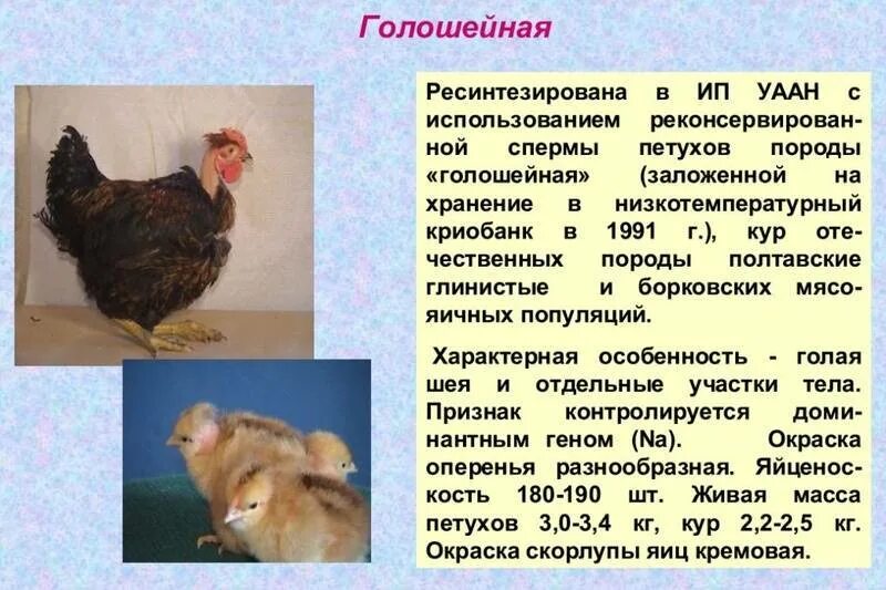 Порода кур голошейка описание и характеристики отзывы