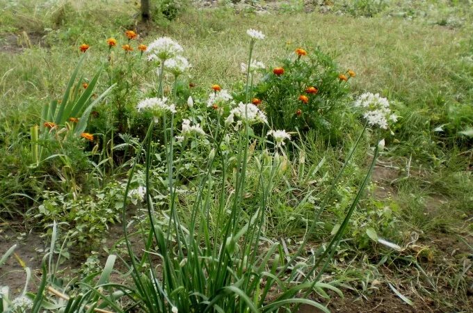 Лук джусай фото полезные свойства Джусай, Шнитт, Слизун это все про лук Калачёвы теперь тут Дзен