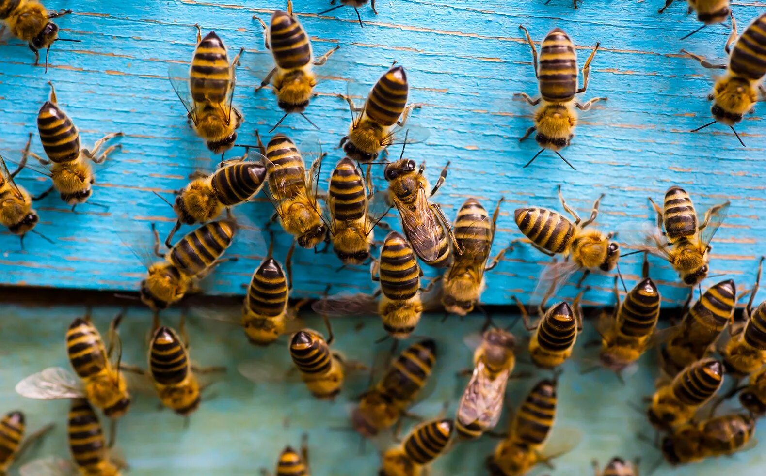 Stickers found by your bees while gathering