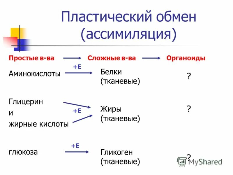 Обмен веществ пластический обмен Биосинтез белков. Этапы пластического обмена схема. Пластический обмен Биосинтез белков 9 класс таблица. Схема этапы пластического обмена 9 класс. Образующиеся соединения белков