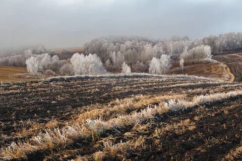 В средней полосе сибири первые заморозки
