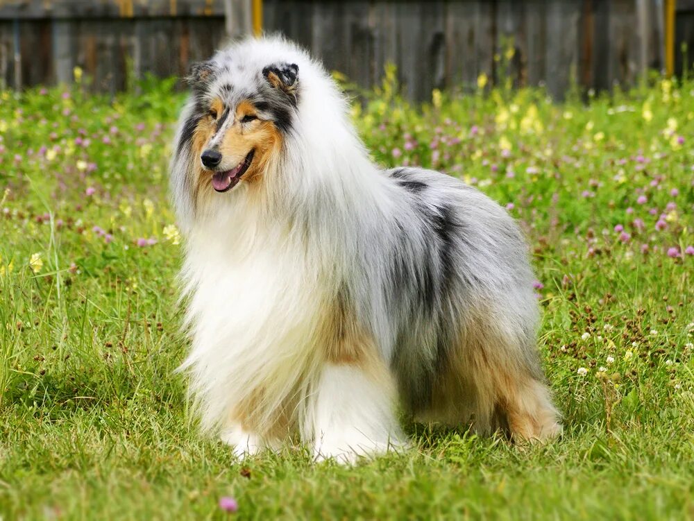 Шелти блю мерль. Дуновение ветра. Фотографии ветра. Wind power capacity. День ветра картинки.