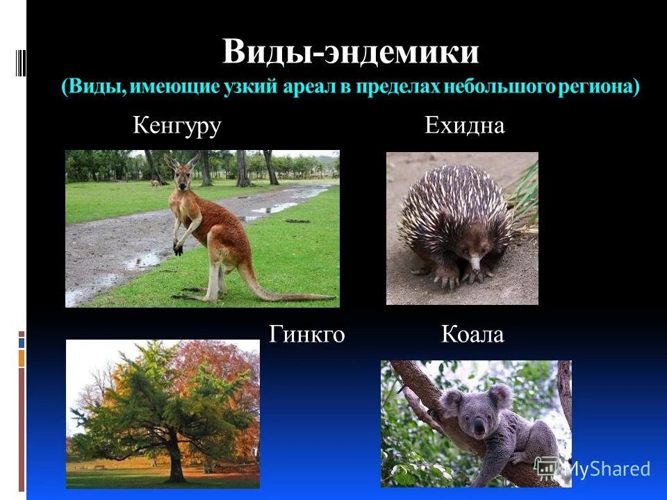 Эндемики австралии утконос. Растения и животные космополиты. Эндемичные животные. Эндемичные виды это. Виды эндемики.
