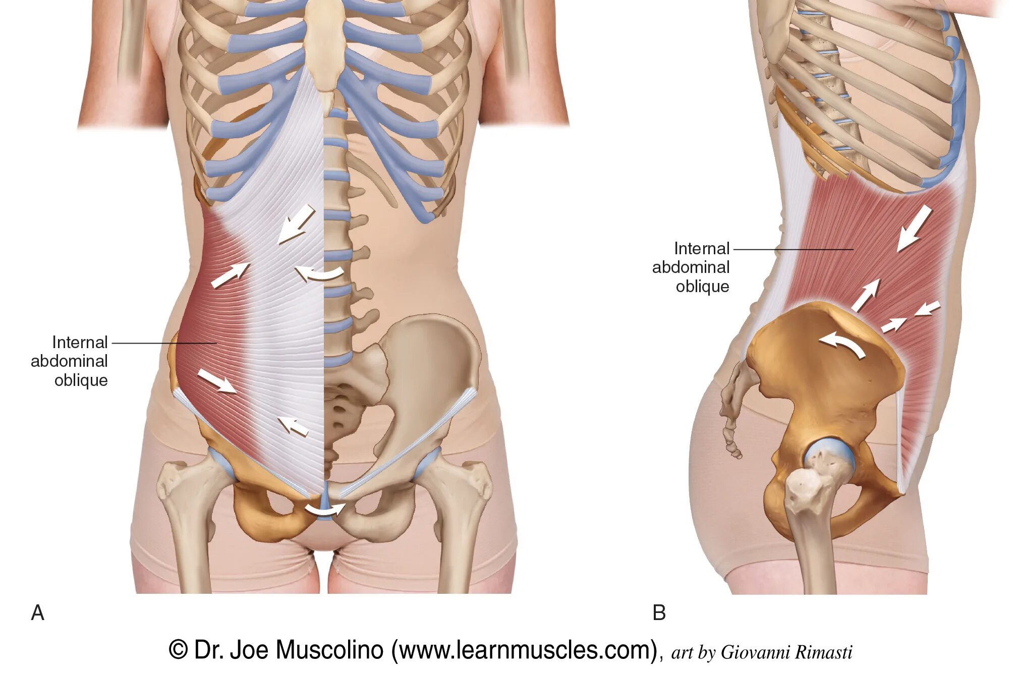 Internal bigs. Transversus abdominis. Transversus abdominis мышца. Мускулюс трансверзус абдоминис. Internal Oblique мышца.