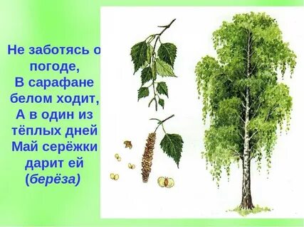 Класс березы