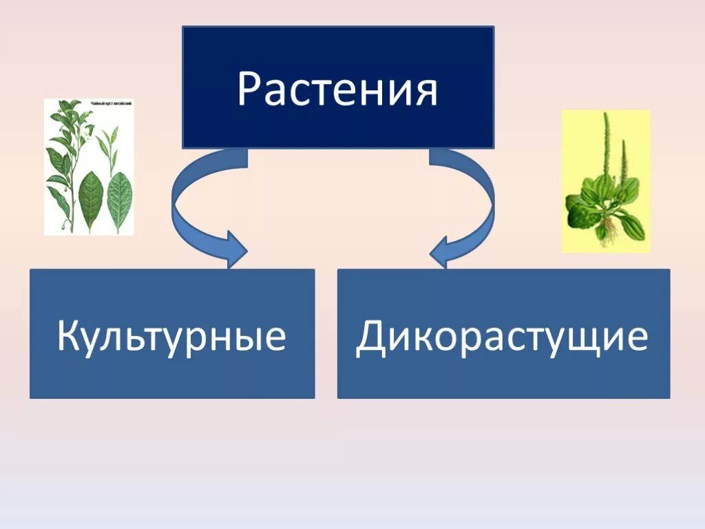 Растения путешественники презентация. Заготовка сырья дикорастущих растений. Способы переработки дикорастущих растений. Растения путешественники 2 класс. Основные правила сбора дикорастущих растений