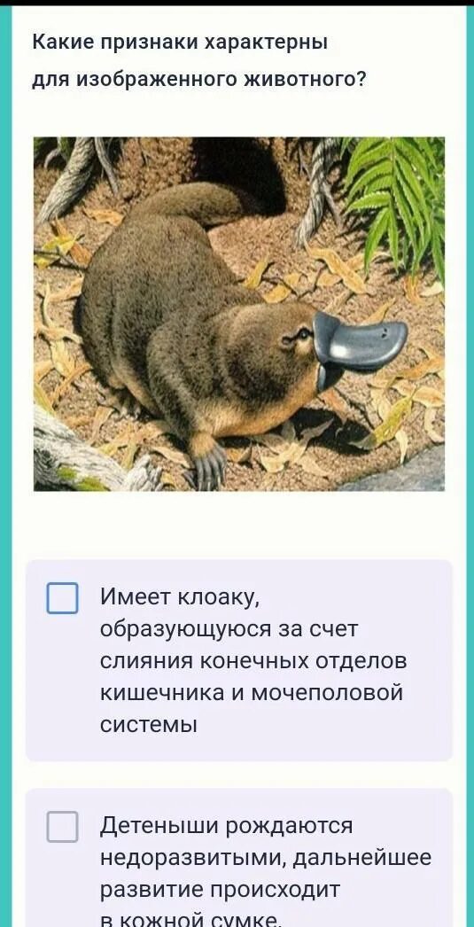 Какое млекопитающее живет