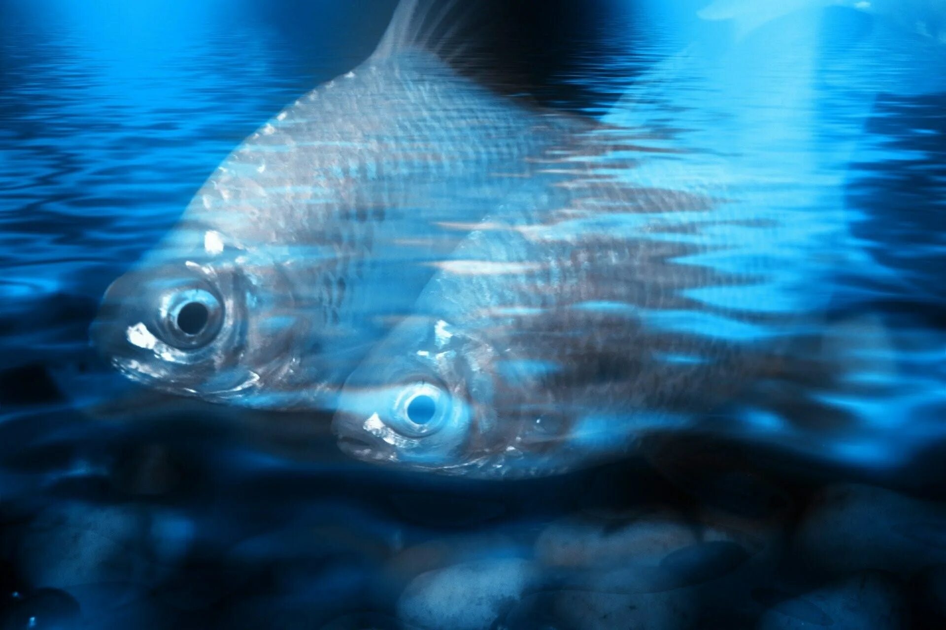 Рыба в воде. Фон вода с рыбой. Рыба плавает в воде. Рыба в голубой воде. Что находится в воде рыбы