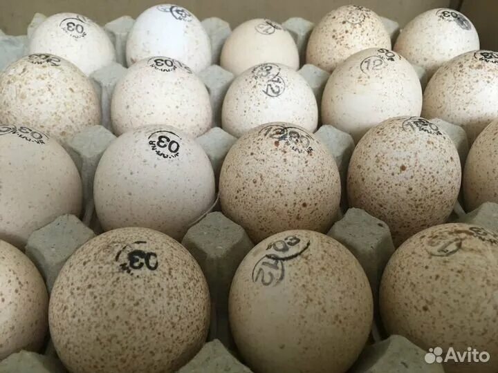 Инкубационное яйцо индейки Хайбрид. Хайбрид конвертер яйца. Инкубационное яйцо индейки Хайбрид конвертер. Грейд мейкер инкубационное яйцо. Купить инкубационное яйцо в орле