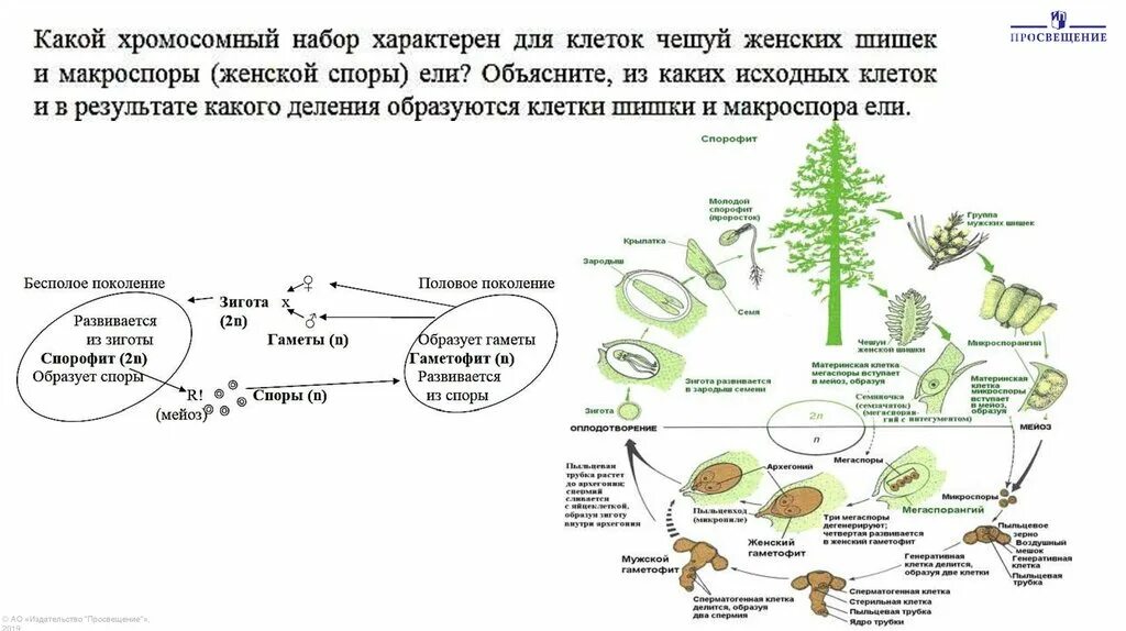 Соматическая клетка мыши имеет 40 хромосом. Хромосомный набор пшеницы. хромосомный набор соматических клеток пшеницы равен 28. хромосомный набор соматической котики пшеницы 28. хромосомный набор листа подсолнуха.