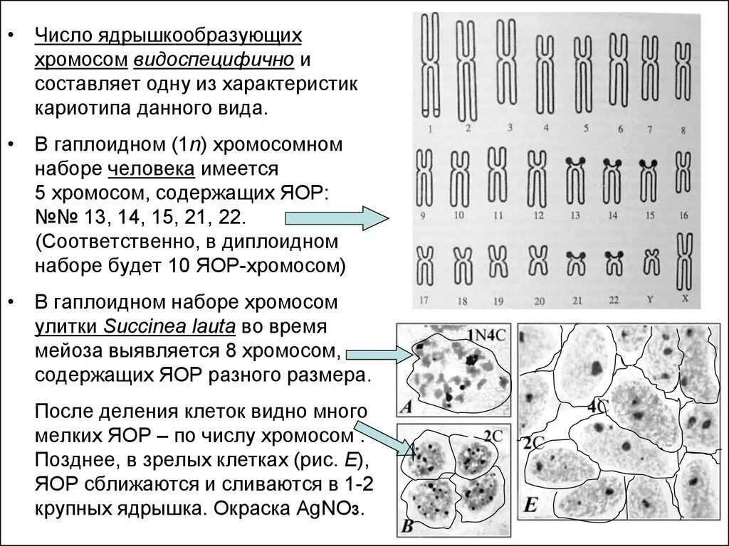 Количество хромосом в кариотипе человека. Ядрышкообразующие хромосомы. Номера ядрышкообразующих хромосом человека. Спутничные и ядрышкообразующие хромосомы в кариотипе человека.