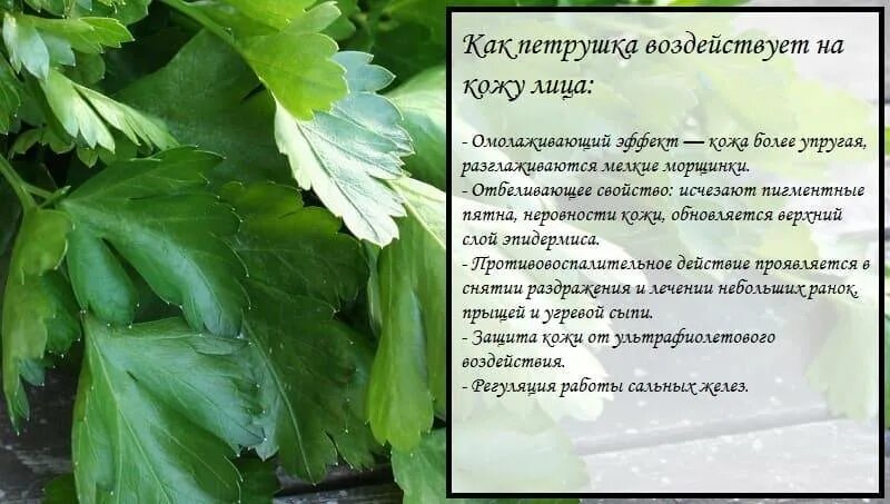 Петрушка от пигментных. Лицо петрушки. петрушка для лица от морщин. маска из петрушки. маска петрушки.
