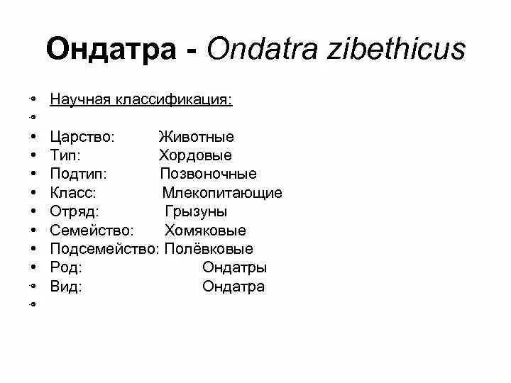 Тип подтип класс отряд семейство. Систематика грызунов таблица. систематика отряда грызунов. отряд грызуны классификация. вид род семейство отряд класс подтип тип царство.