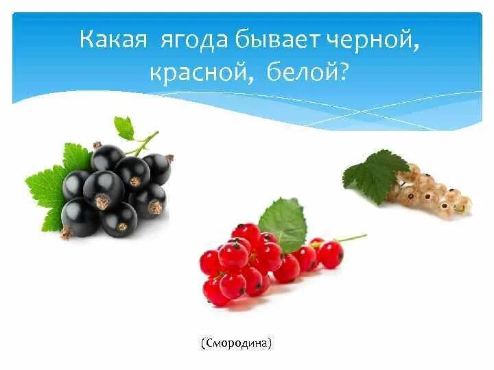 Голубика высокорослая дарроу. Ягода бывает. Ягода бывает. Ягода бывает. Лесные ягоды.