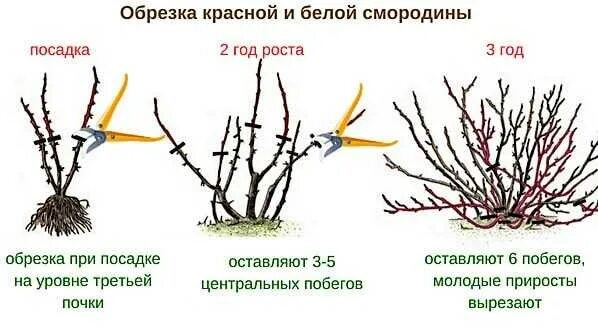 Можно обрезать смородину после сбора урожая. Весенняя обрезка красной смородины. схема обрезки смородины. обрезка смородины после сбора урожая.