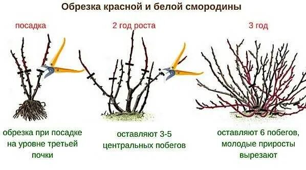 Обрезка крыжовника весной для начинающих в картинках. Весенняя обрезка смородины черной. Весенняя обрезка красной смородины. Схема обрезки смородины. Обрезка смородины после сбора урожая.