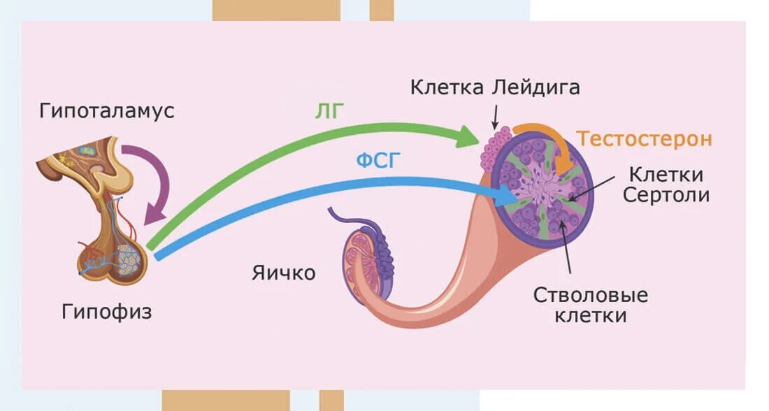 Фсг гормон у женщин за что отвечает. Функции фолликулостимулирующего гормона. Фолликулостимулирующий гормон. ФСГ гормон. Эстрадиол и клетки Лейдига.