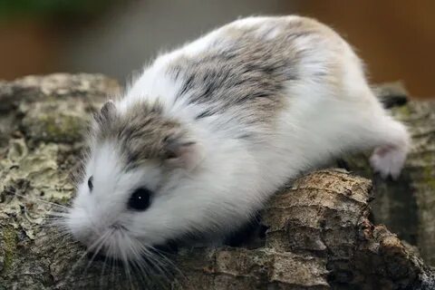 Мохноногие хомячки