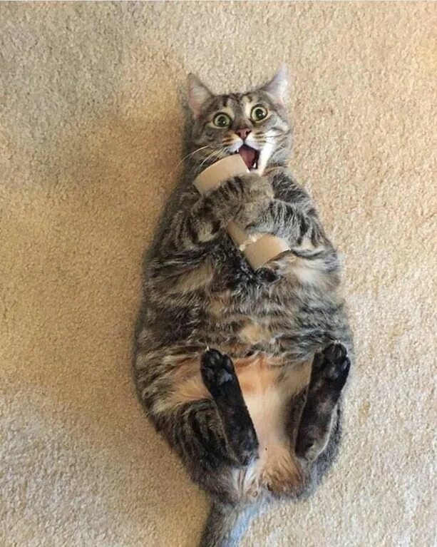 Так это мой кот. Коты которые чирикают. кот настоящий. кошачье счастье. cats comedy.