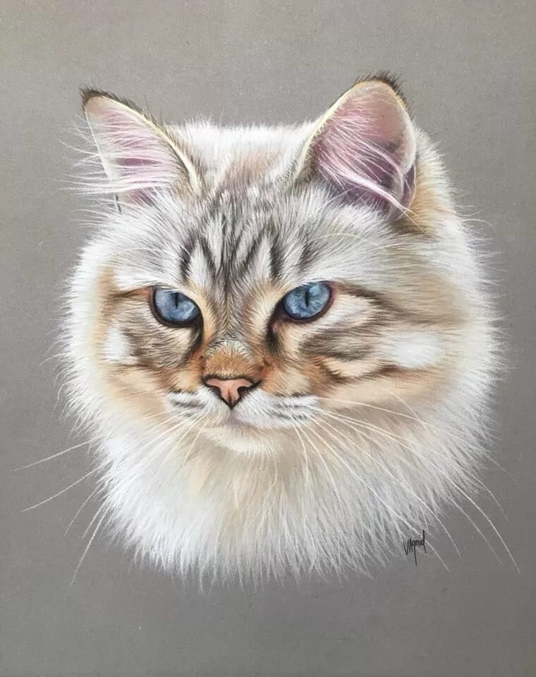 Кошка пастелью. Портрет кота. Котенок цветными карандашами. Кошка пастельными карандашами.
