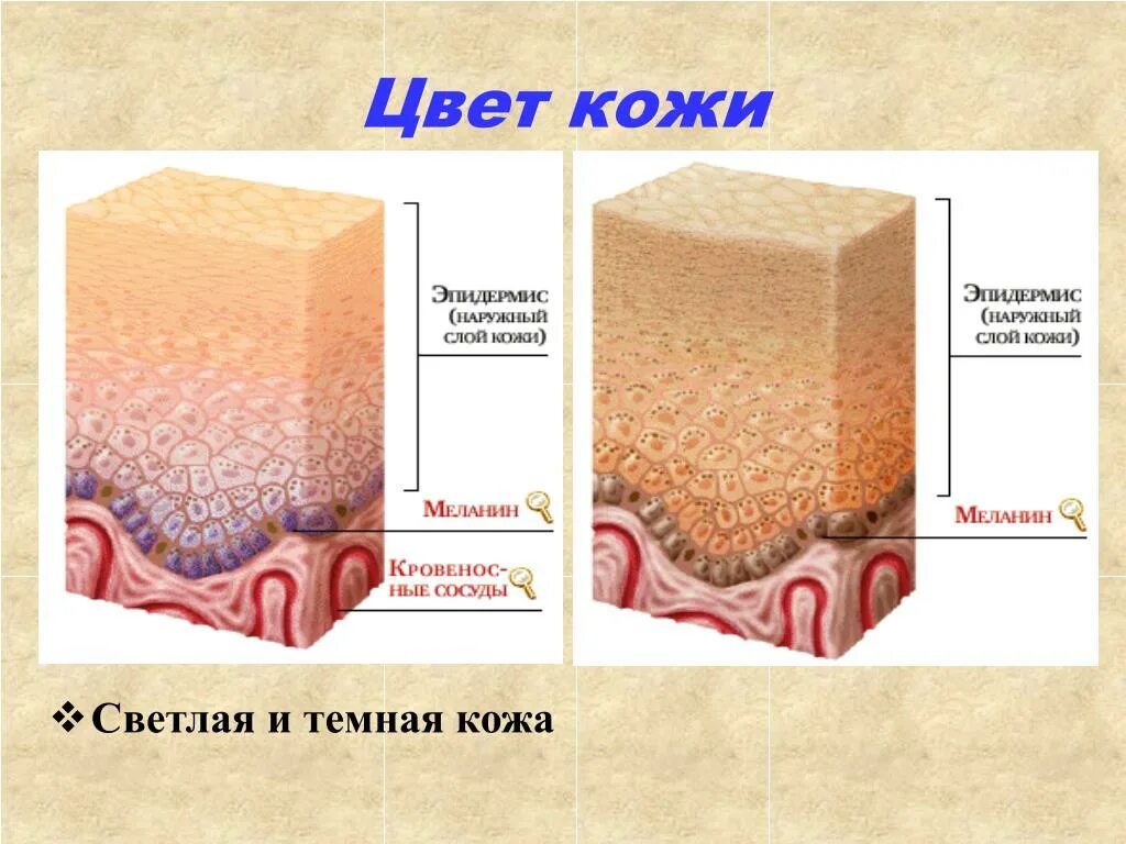 Пигмент содержащийся в коже. Меланоциты меланин кожа. Слои кожи меланин. Меланин образуется в слое кожи.