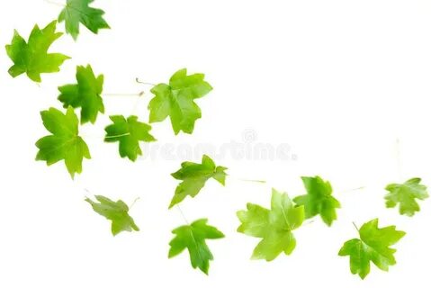 Leaves flew