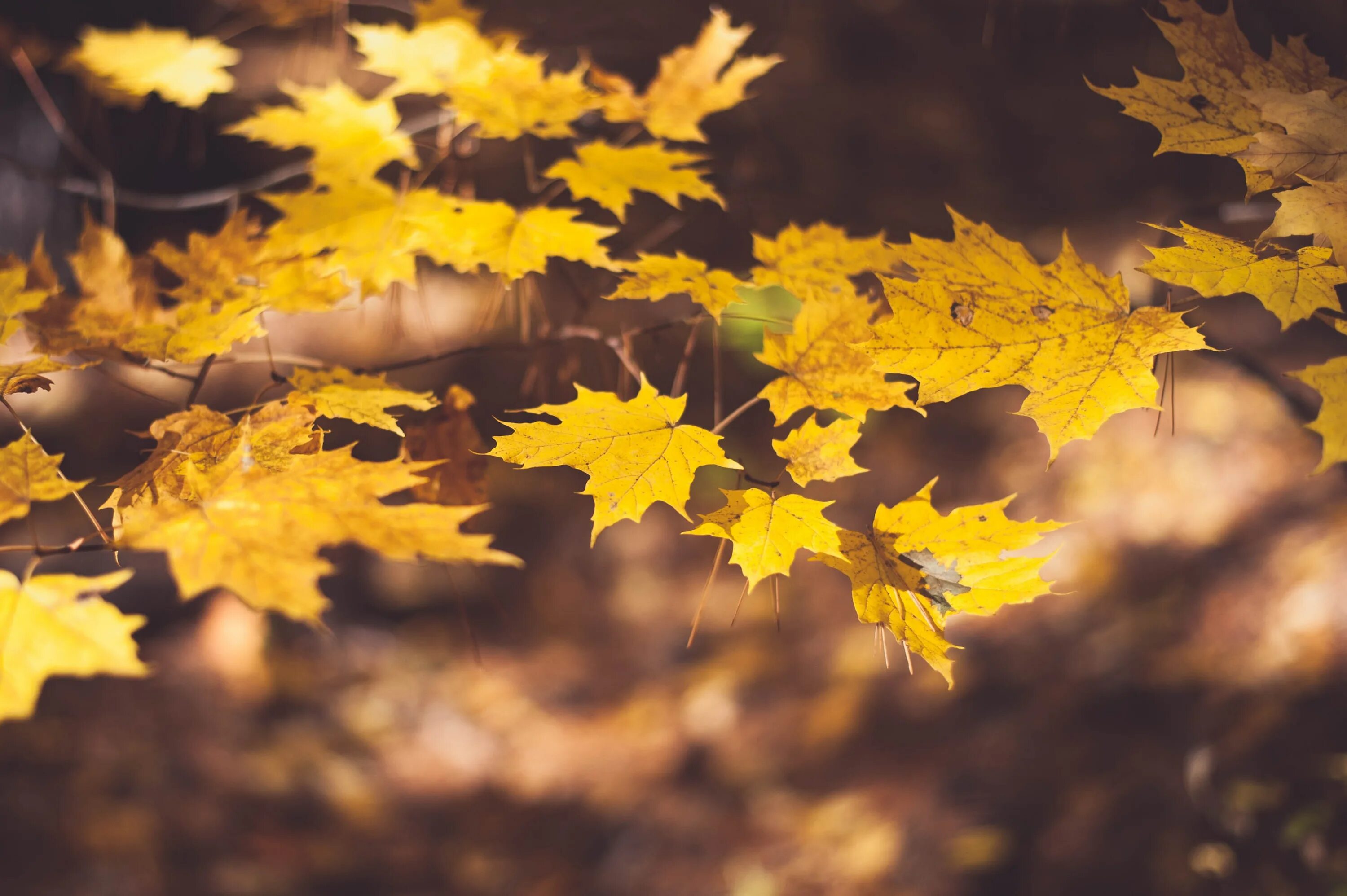 Летящие по ветру листья. Осенний листопад. Желтый лист. Осень листья. Осень листопад.