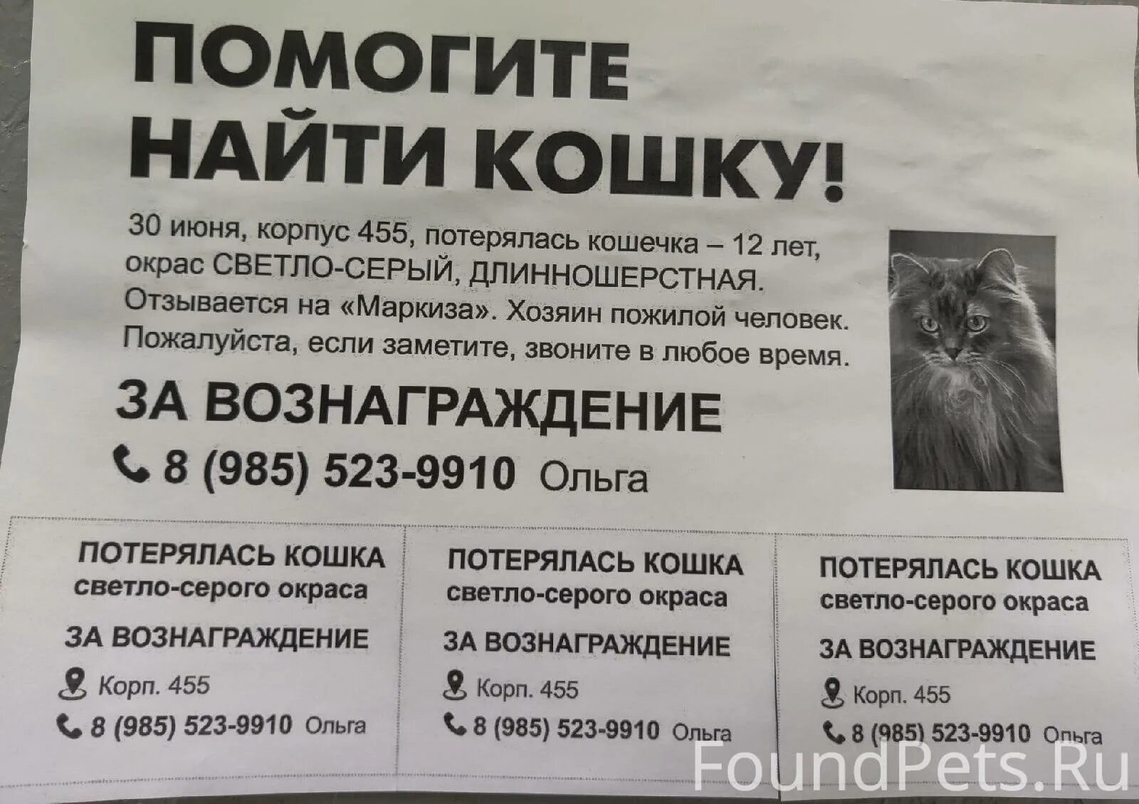 Объявления в зеленограде. Потерялся кот в зеленограде. зеленоград кошки. зеленоград объявления.