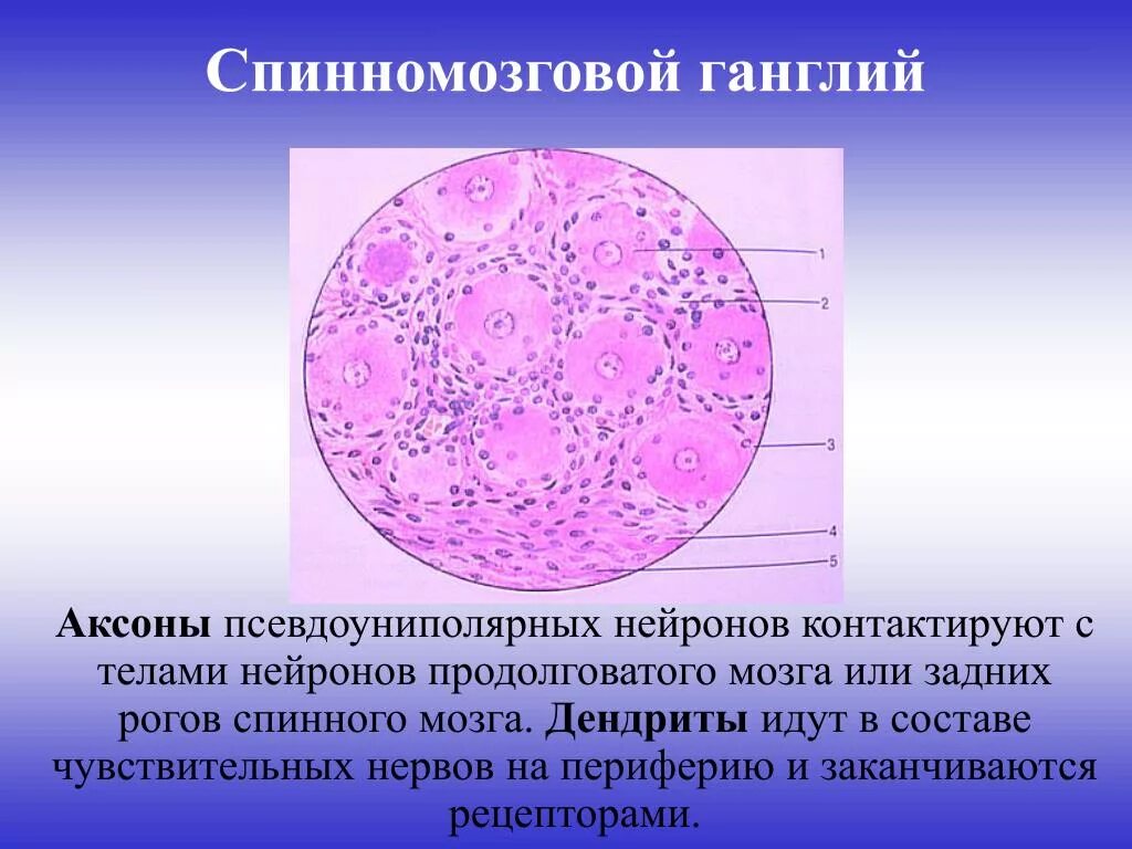 Спинномозговой ганглий гистология. Строение ганглия гистология. Срез спинального ганглия гистология. Псевдоуниполярный Нейрон гистология.