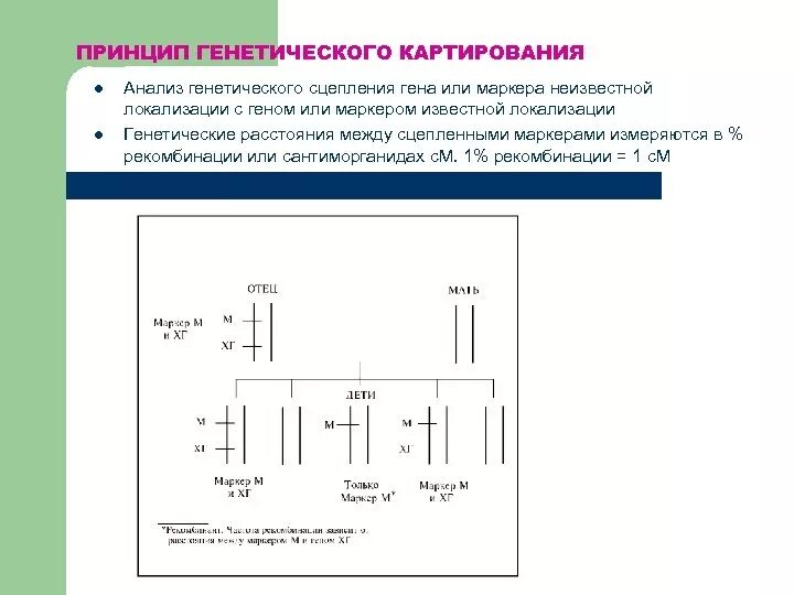 Построение генетических карт хромосом кратко. Принципы построения генетических карт хромосом. Методы картирования хромосом. Принципы построения генетических карт хромосом. Принципы картирования хромосом.