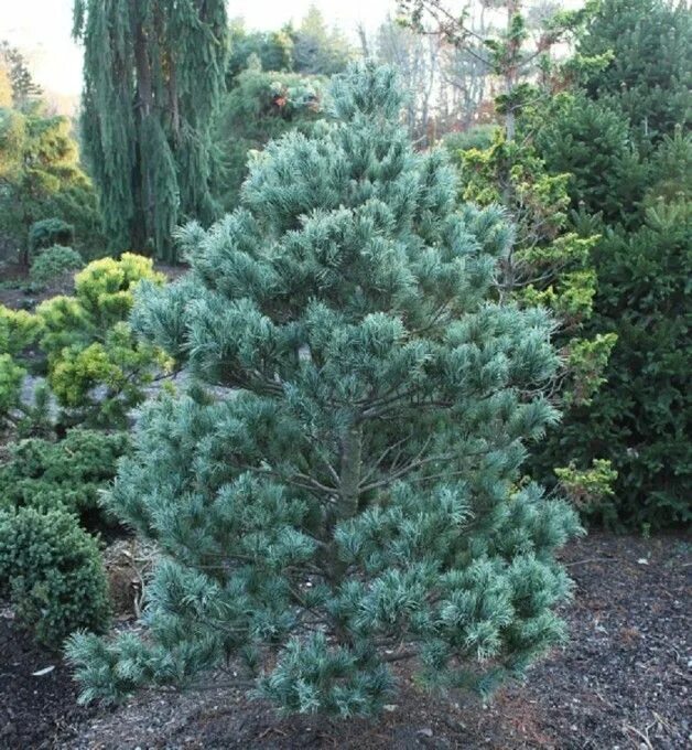 Сосна бергмана. Сосна монтерейская. Сосна бергмана. Сосна пиния. Сосна парвифлора бонни.