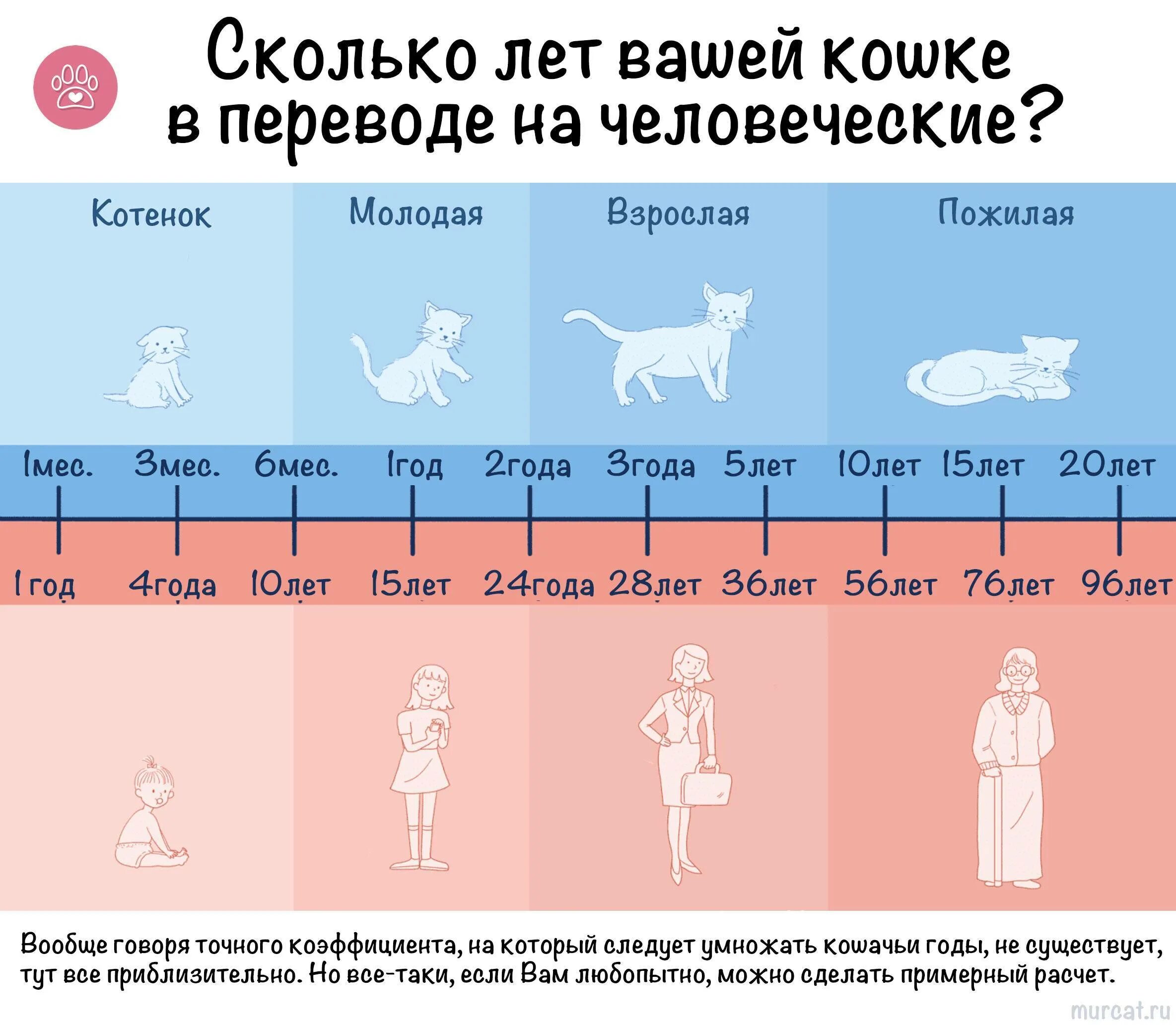 В каком возрасте кот считается. Кошачий возраст по человеческим меркам таблица. возраст кота по человеческим меркам 5 лет. сколько 10 месяцев по кошачьи лет. таблица возраста котов.