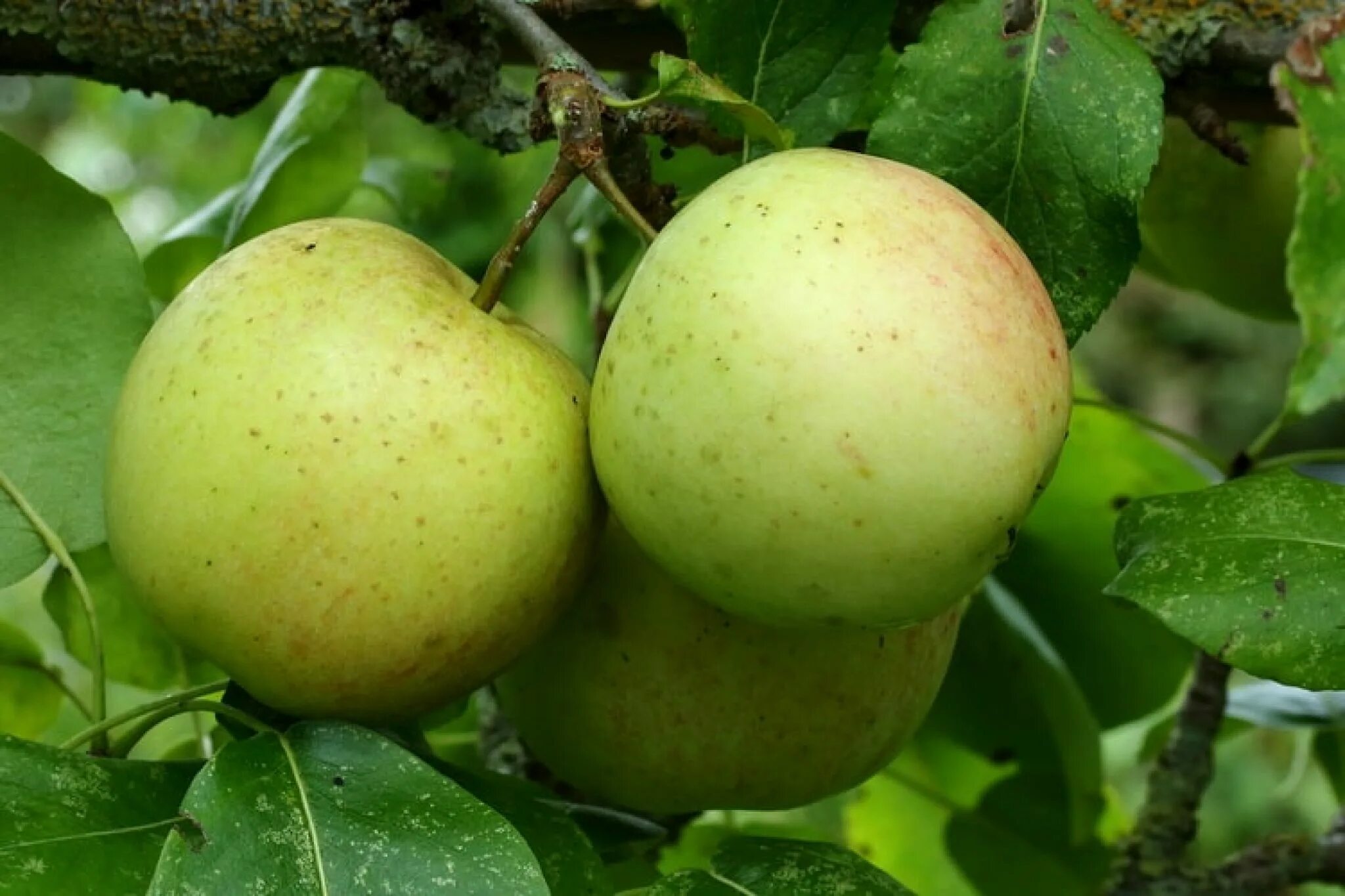 Яблоня домашняя (Malus domestica). Malus domestica ‘Bismarck’. Яблоня домашняя Malus domestica дерево. Яблоня домашняя - Malus domestica 'Fiesta'. Вид яблони домашней