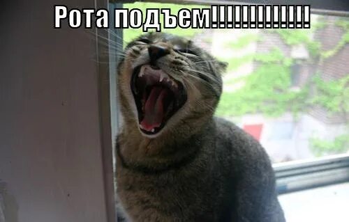 Ору эй