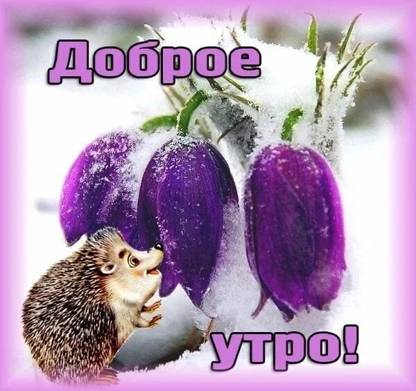Веселые картинки доброе картинки с мартовским утром. Открытки с добрым утром весенние. с добрым весенним утром прикольные. открытки с добрым утром весенние смешные. доброго весеннего утра смешные.
