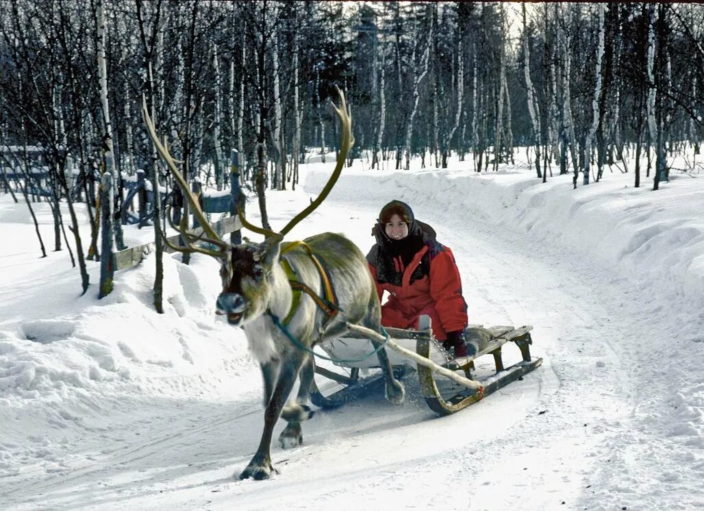 Reindeer Sled Финляндия. Упряжка оленей. Езда на оленях. Сани с оленями. Катание на олене