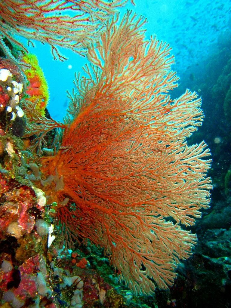 Актинии Барьерный риф. Актиния красное море. Коралл актиния Хургада. Обитатели кораллового рифа красного моря.