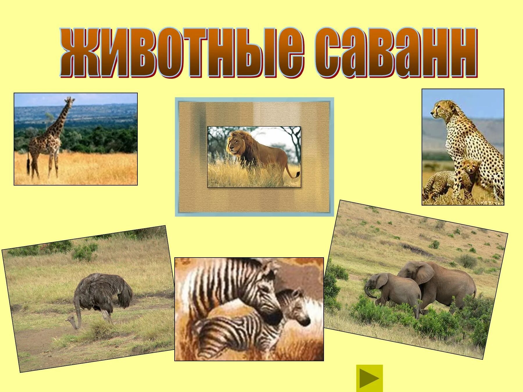 Сообщение о саванне